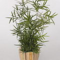 Asparagus Fern